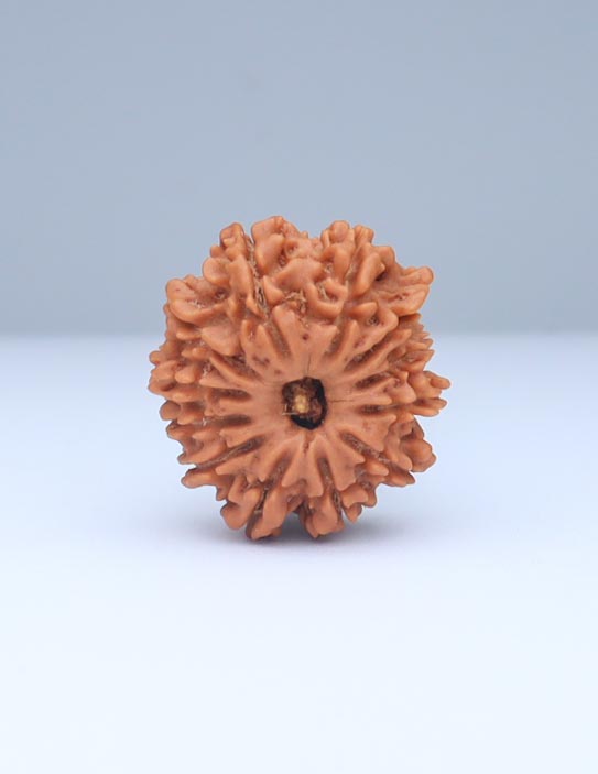 12 Mukhi Nepali Rudraksha