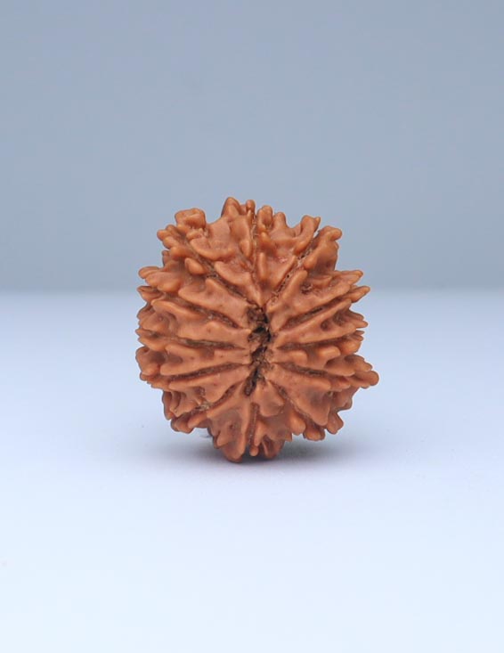 12 Mukhi Nepali Rudraksha