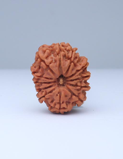 12 Mukhi Nepali Rudraksha