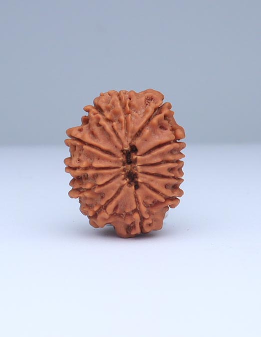 12 Mukhi Nepali Rudraksha