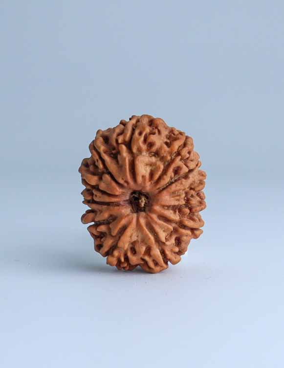 12 Mukhi Nepali Rudraksha