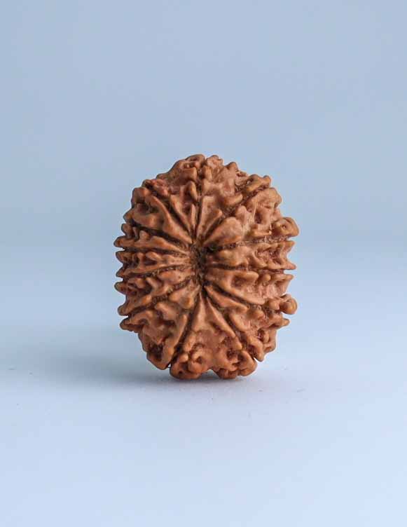 12 Mukhi Nepali Rudraksha