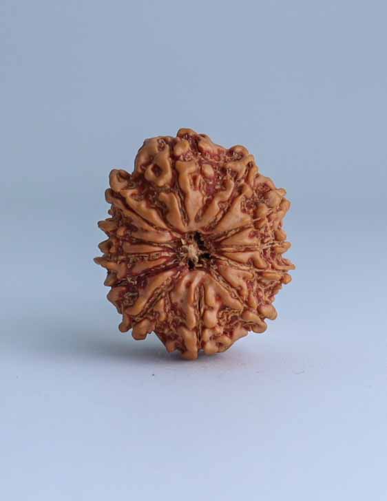 12 Mukhi Nepali Rudraksha