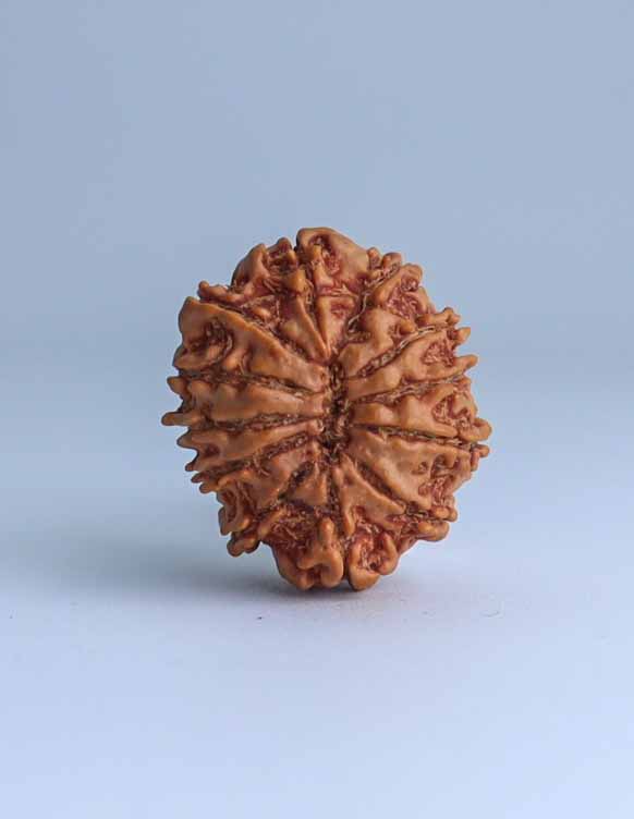 12 Mukhi Nepali Rudraksha