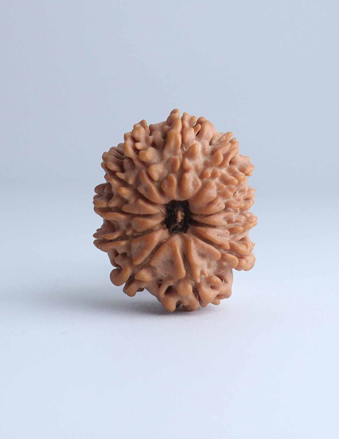 12 Mukhi Nepali Rudraksha