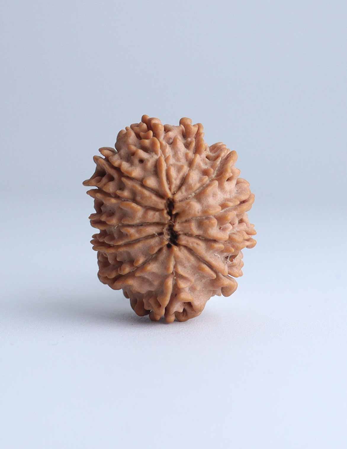 12 Mukhi Nepali Rudraksha