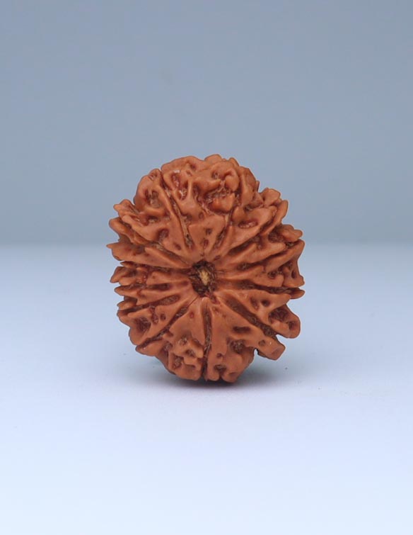 12 Mukhi Nepali Rudraksha