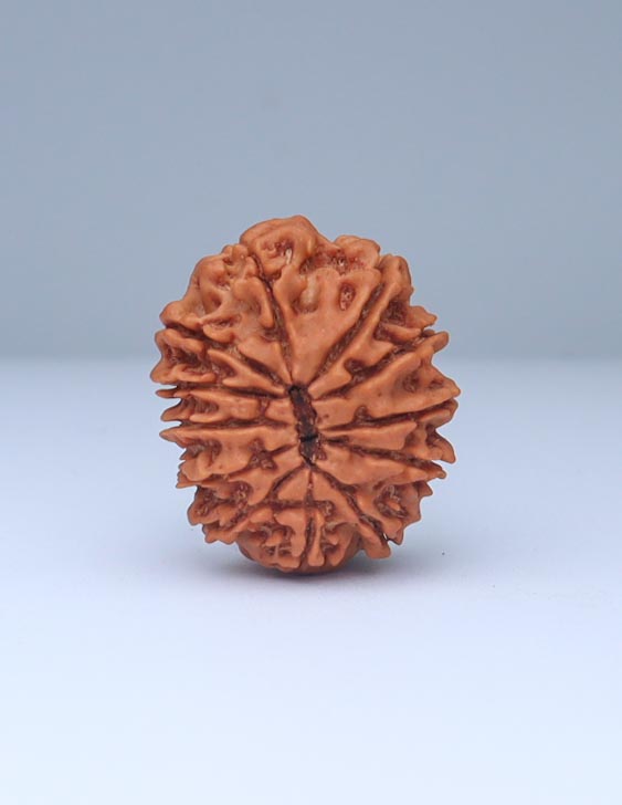 12 Mukhi Nepali Rudraksha