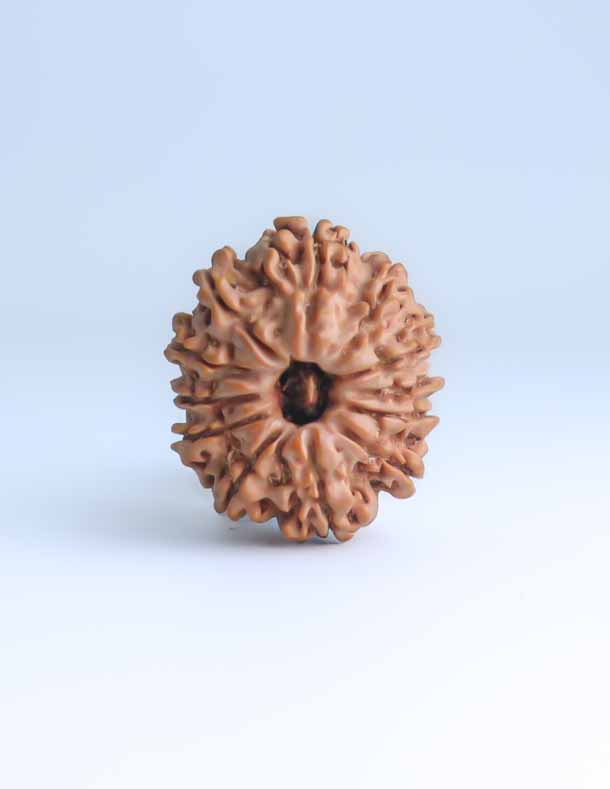 12 Mukhi Nepali Rudraksha