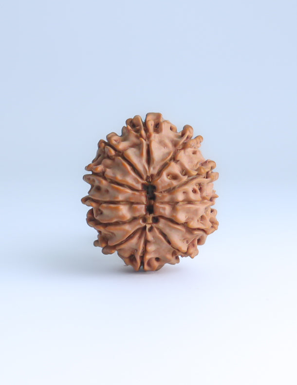 12 Mukhi Nepali Rudraksha