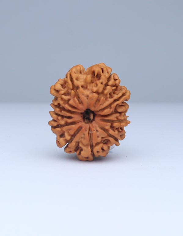 12 Mukhi Nepali Rudraksha