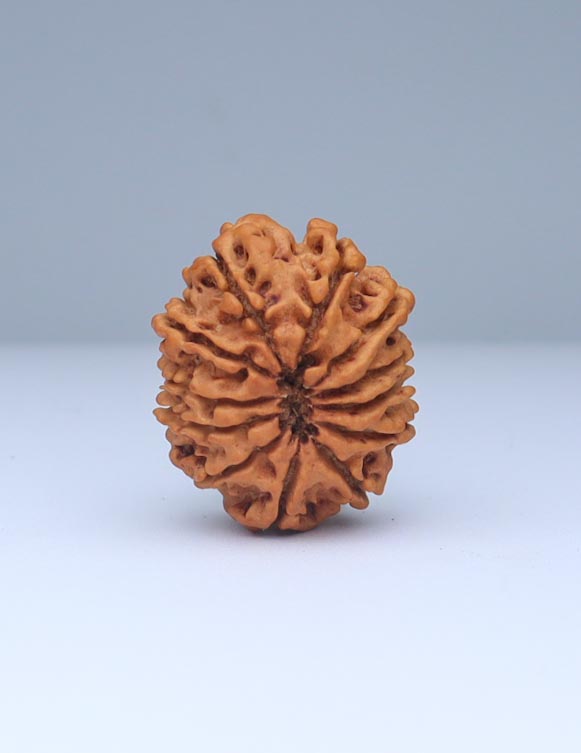 12 Mukhi Nepali Rudraksha