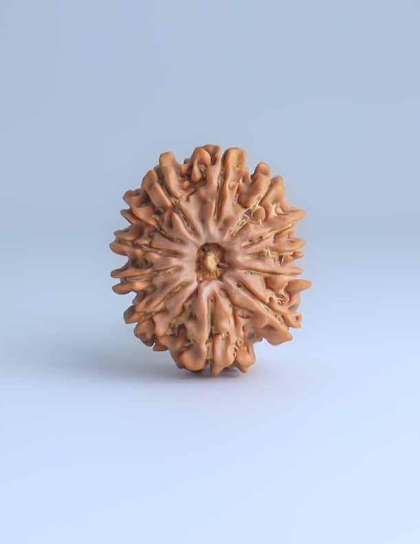 12 Mukhi Nepali Rudraksha