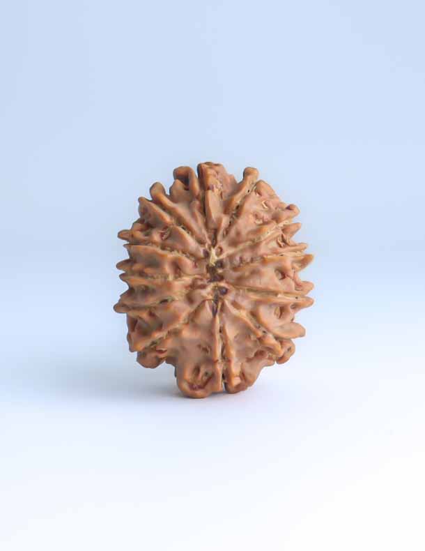 12 Mukhi Nepali Rudraksha