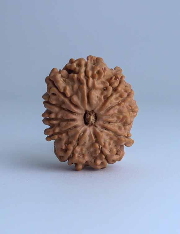 12 Mukhi Nepali Rudraksha