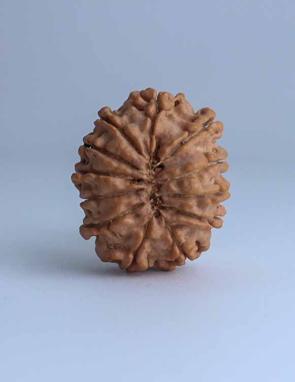 12 Mukhi Nepali Rudraksha