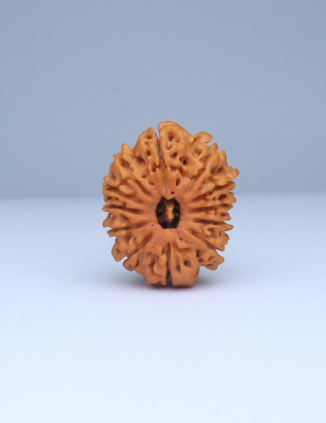 12 Mukhi Nepali Rudraksha