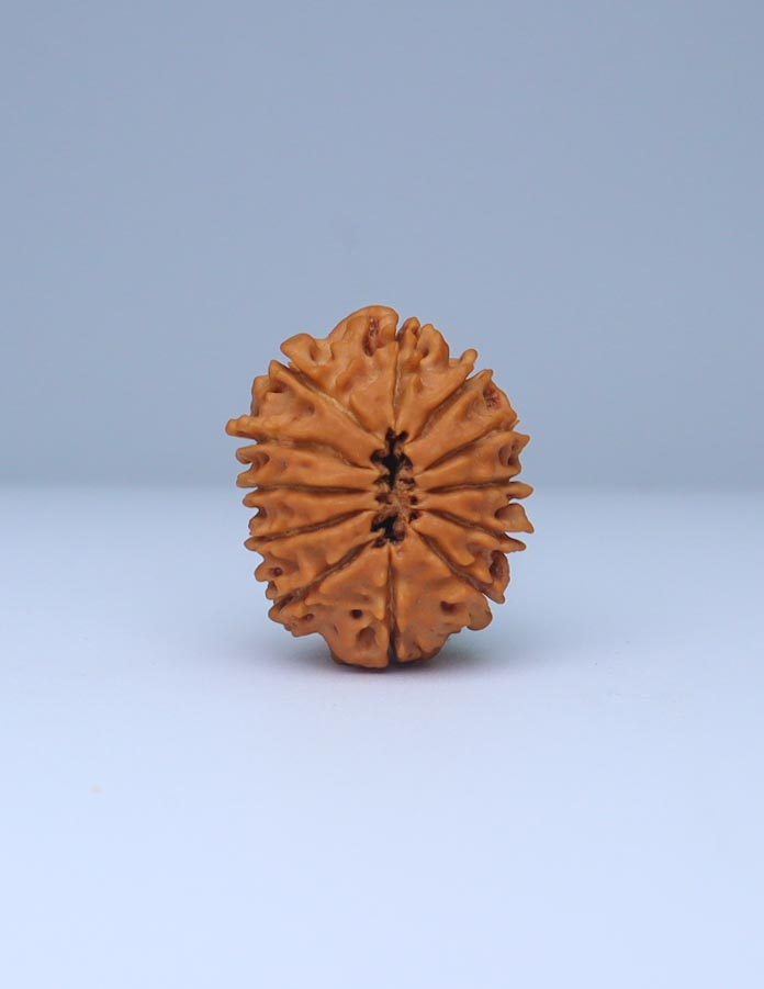 12 Mukhi Nepali Rudraksha