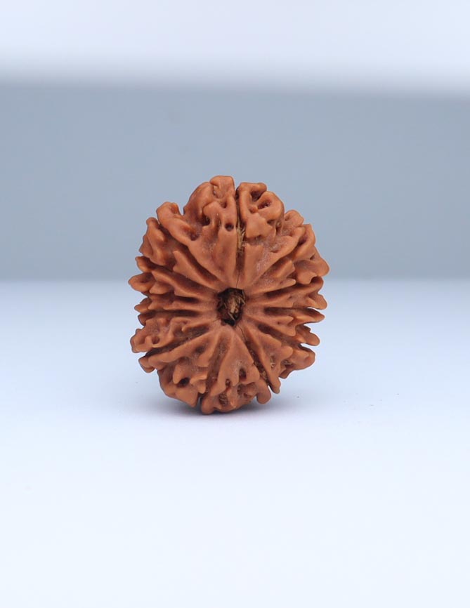 12 Mukhi Nepali Rudraksha