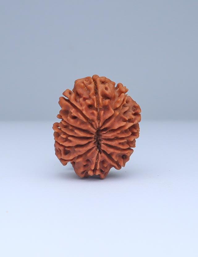 12 Mukhi Nepali Rudraksha