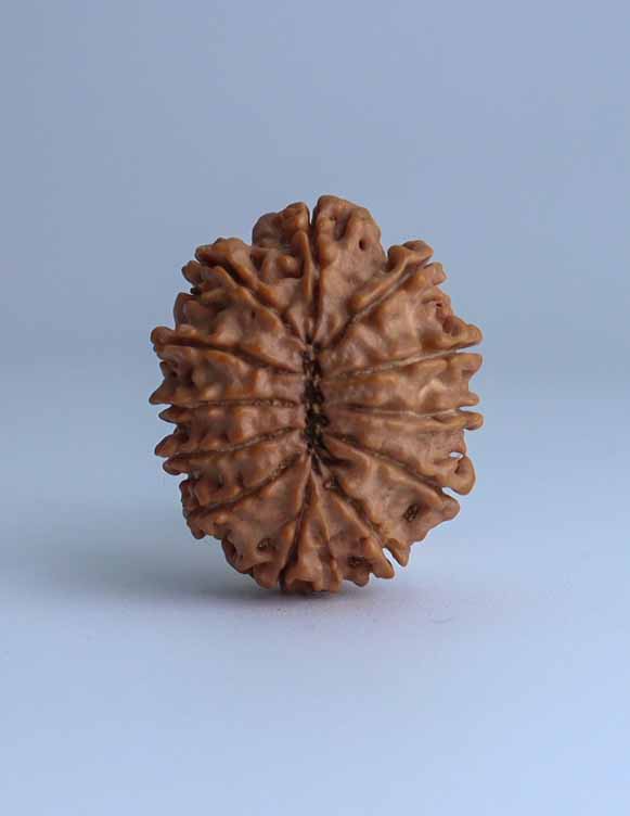 12 Mukhi Nepali Rudraksha