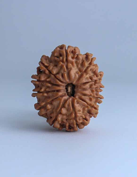 12 Mukhi Nepali Rudraksha