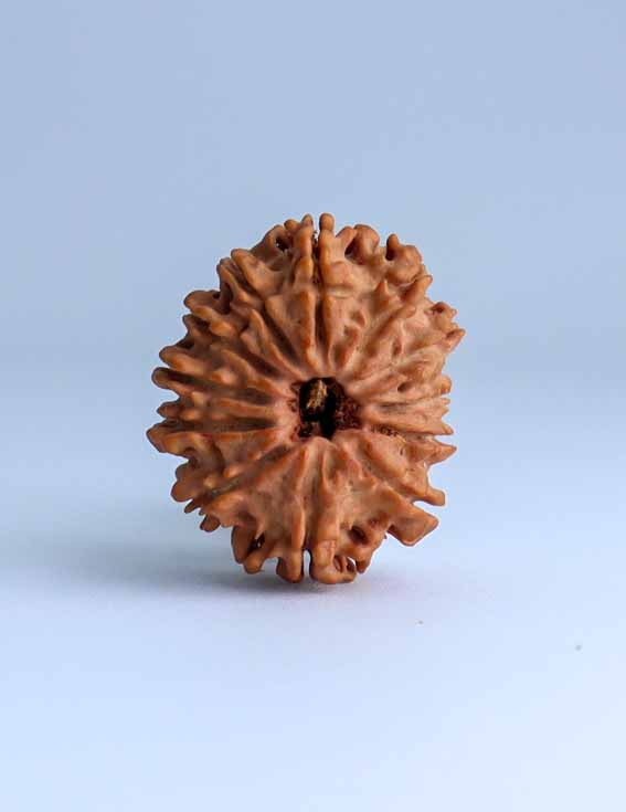 12 Mukhi Nepali Rudraksha