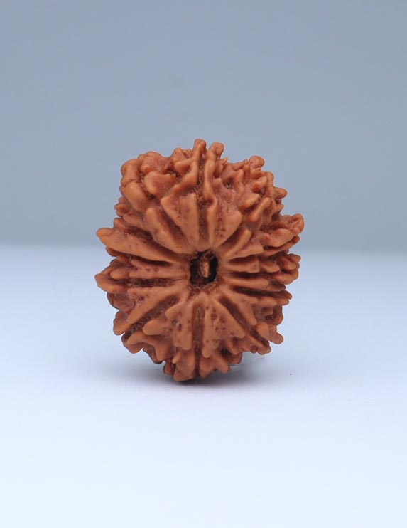 12 Mukhi Nepali Rudraksha