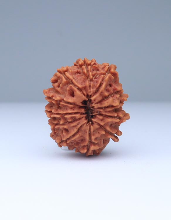 12 Mukhi Nepali Rudraksha