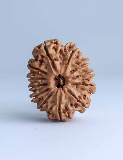 12 Mukhi Nepali Rudraksha