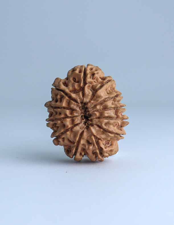 12 Mukhi Nepali Rudraksha