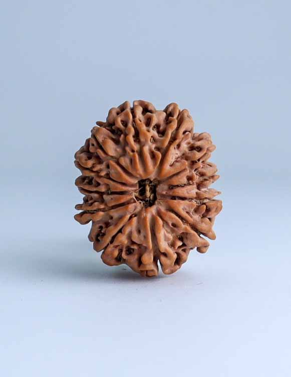 12 Mukhi Nepali Rudraksha