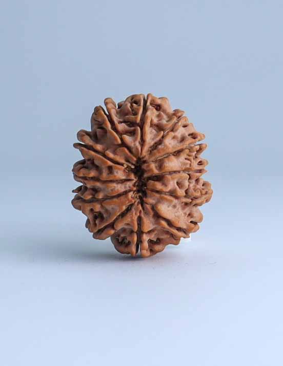 12 Mukhi Nepali Rudraksha