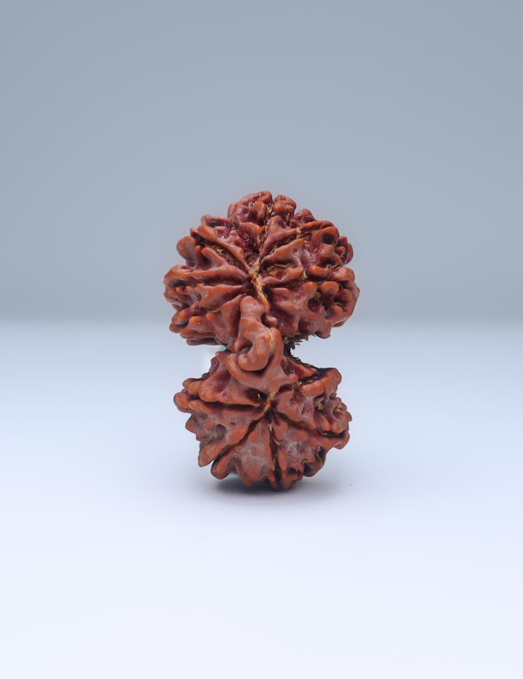 Gauri Shankar 11 Mukhi Nepali Rudraksha