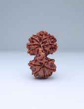 Gauri Shankar 11 Mukhi Nepali Rudraksha at Best Price in India