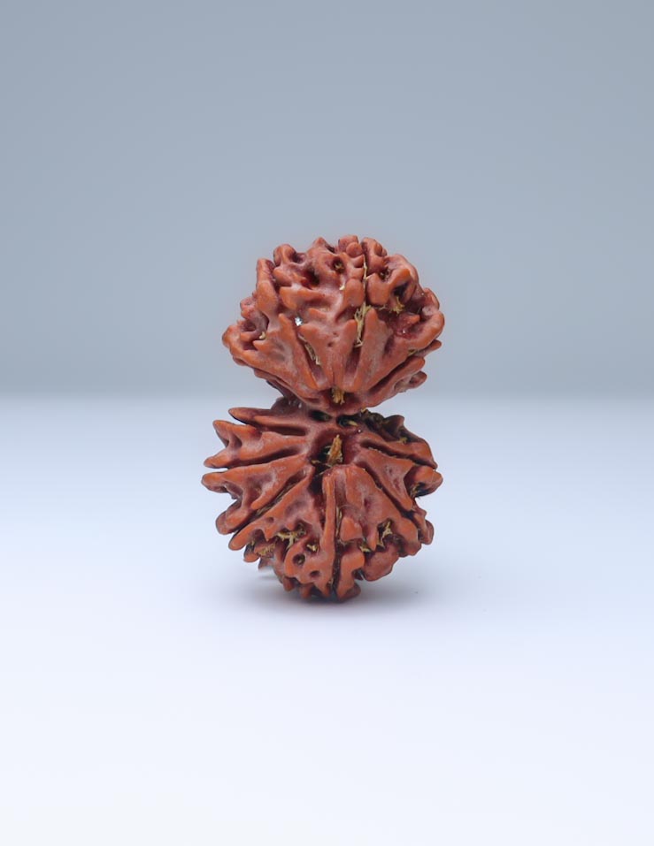 Gauri Shankar 11 Mukhi Nepali Rudraksha