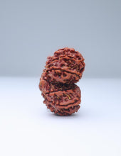 Gauri Shankar 11 Mukhi Nepali Rudraksha