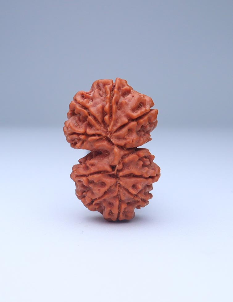 Gauri Shankar 11 Mukhi Nepali Rudraksha