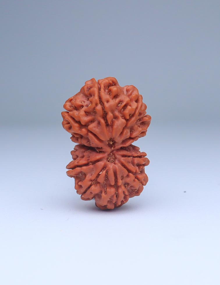 Gauri Shankar 11 Mukhi Nepali Rudraksha