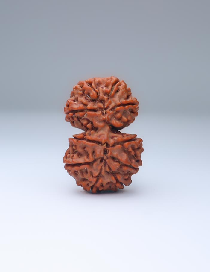 Gauri Shankar 11 Mukhi Nepali Rudraksha