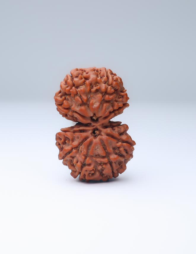 Gauri Shankar 11 Mukhi Nepali Rudraksha