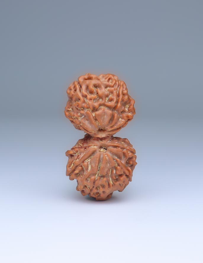 Gauri Shankar 9 Mukhi Nepali Rudraksha