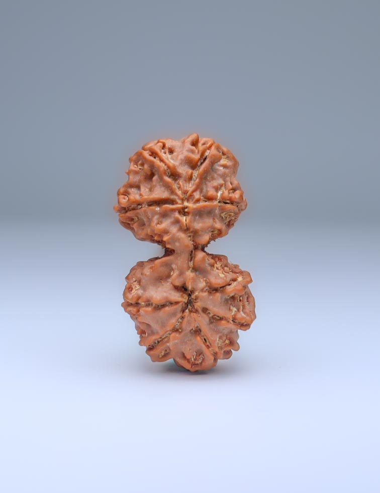 Gauri Shankar 9 Mukhi Nepali Rudraksha