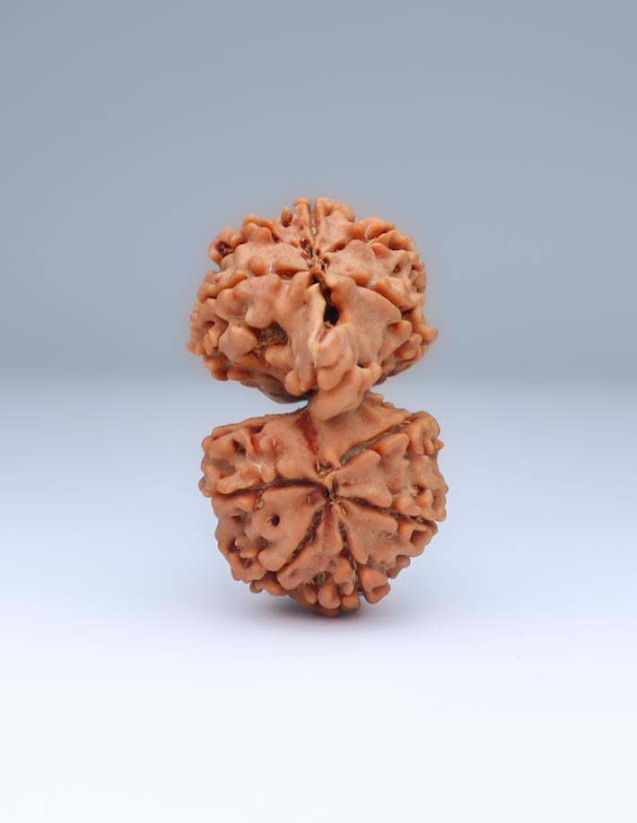 Gauri Shankar 11 Mukhi Nepali Rudraksha