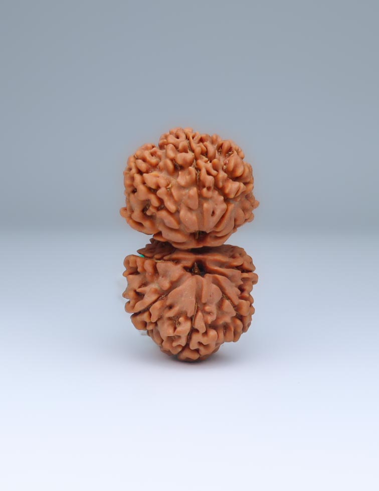 Gauri Shankar 11 Mukhi Nepali Rudraksha