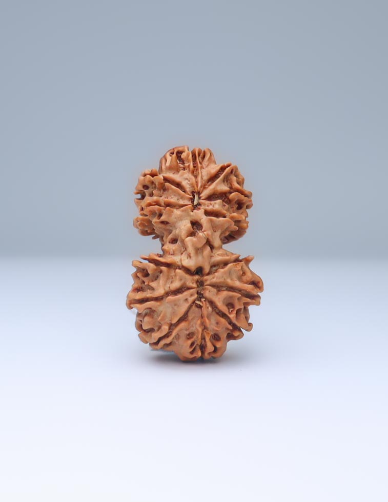 Gauri Shankar 13 Mukhi Nepali Rudraksha