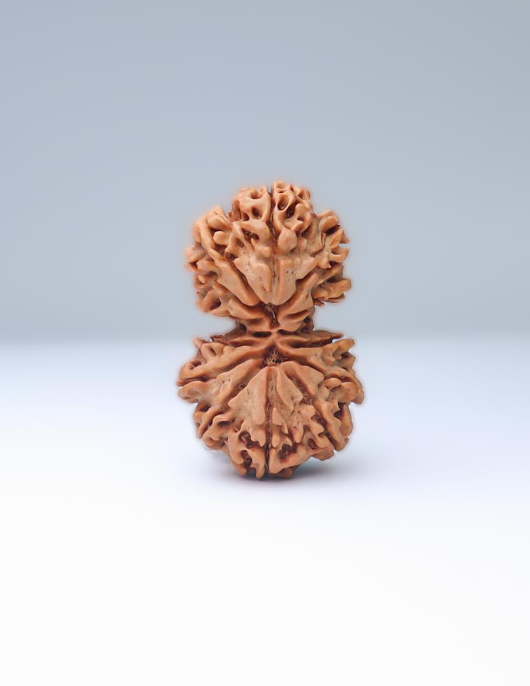 Gauri Shankar 13 Mukhi Nepali Rudraksha