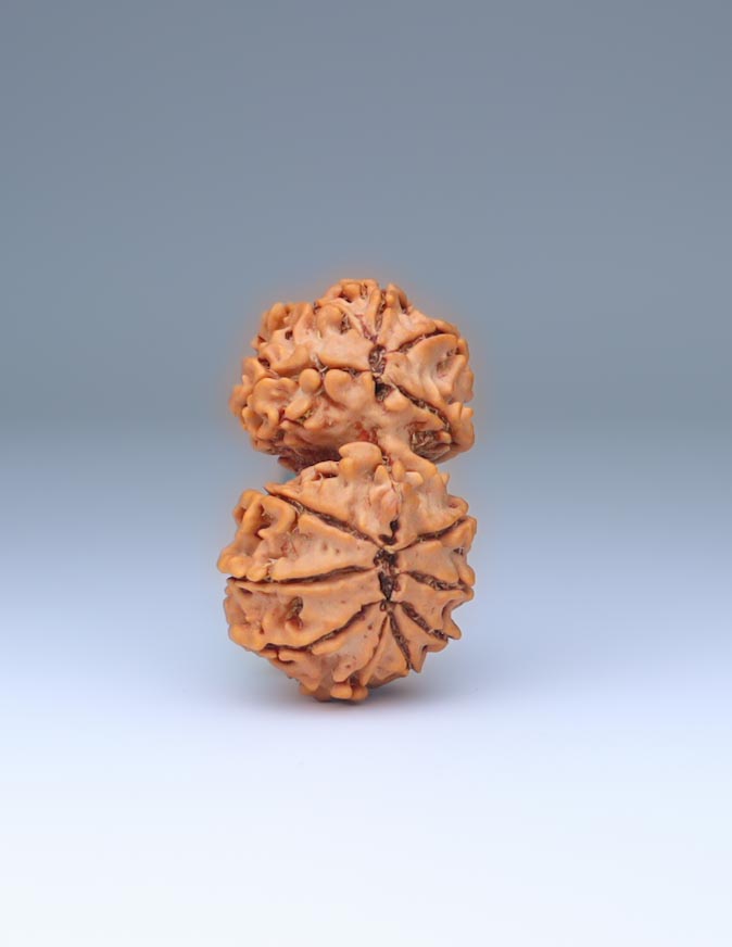 Gauri Shankar 13 Mukhi Nepali Rudraksha