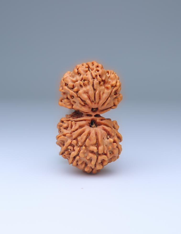 Gauri Shankar 13 Mukhi Nepali Rudraksha