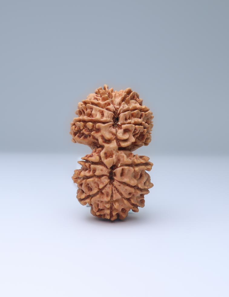 Gauri Shankar 13 Mukhi Nepali Rudraksha